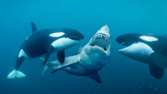 Tại sao cá voi sát thủ chỉ ăn gan của cá mập trắng lớn?- Ảnh 2.