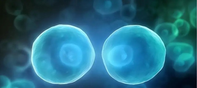 Tăng trưởng ngược: Các nhà khoa học tiết lộ sức mạnh bí ẩn của tế bào- Ảnh 3.