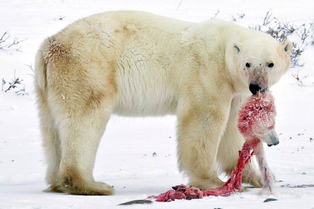 Biến đổi khí hậu đang khiến gấu Bắc Cực phải ăn thịt lẫn nhau!- Ảnh 3.