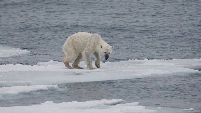 Biến đổi khí hậu đang khiến gấu Bắc Cực phải ăn thịt lẫn nhau!- Ảnh 2.