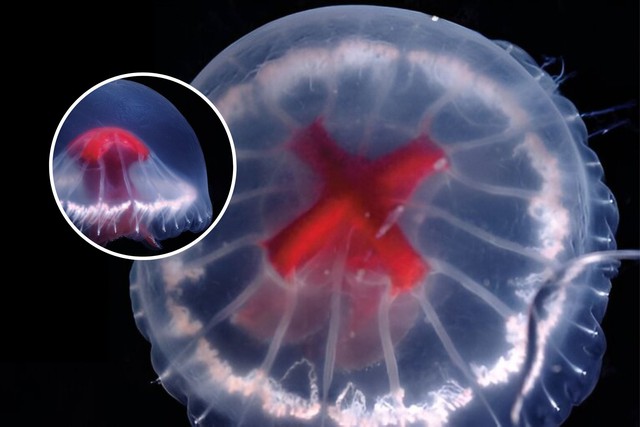 Phát hiện loài sứa lạ gần Nhật Bản có thể chứa vô số nọc độc và 240 xúc tu!- Ảnh 3.
