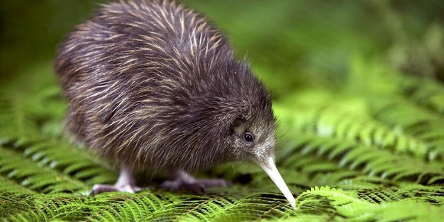 Tại sao chim kiwi lại tiến hóa không có cánh nhưng lại có khứu giác rất nhạy?- Ảnh 4.