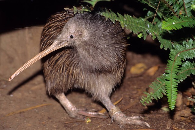 Tại sao chim kiwi lại tiến hóa không có cánh nhưng lại có khứu giác rất nhạy?- Ảnh 6.