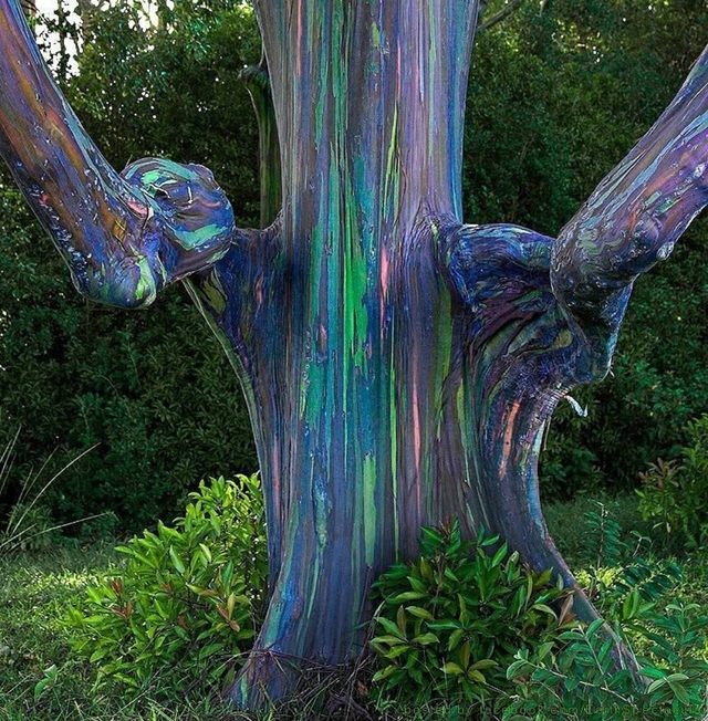 Bạch đàn cầu vồng: Loài cây được mệnh danh là cây đẹp nhất thế giới- Ảnh 6.