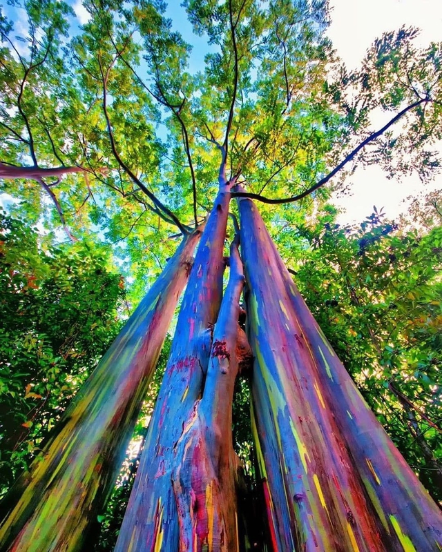 Bạch đàn cầu vồng: Loài cây được mệnh danh là cây đẹp nhất thế giới- Ảnh 5.