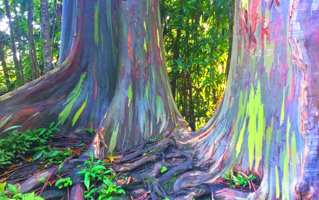 Bạch đàn cầu vồng: Loài cây được mệnh danh là cây đẹp nhất thế giới- Ảnh 3.