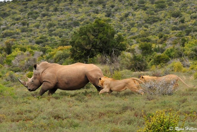 Vì sao sư tử châu Phi dám săn trâu rừng nặng gần 1.000kg nhưng lại không dám săn tê giác?- Ảnh 1.