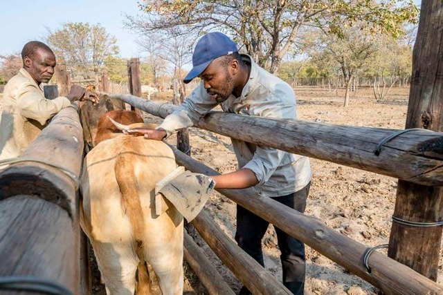 Tại sao những người nông dân châu Phi lại vẽ mắt lên mông của bò?- Ảnh 4.