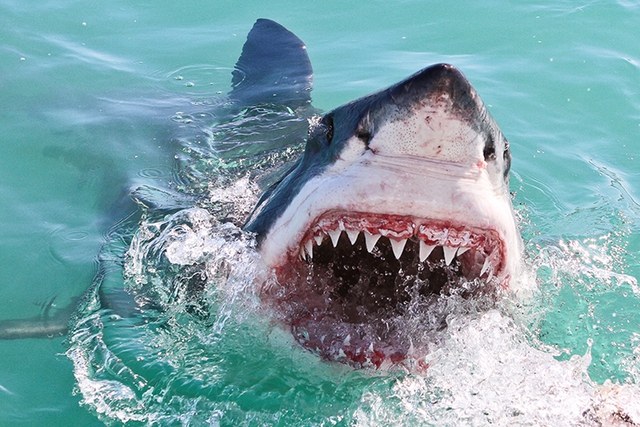Bất ngờ với số ngày một con cá mập trắng phải bơi để vượt qua quãng đường 20000 km xuyên đại dương: Quá nhanh!- Ảnh 1.