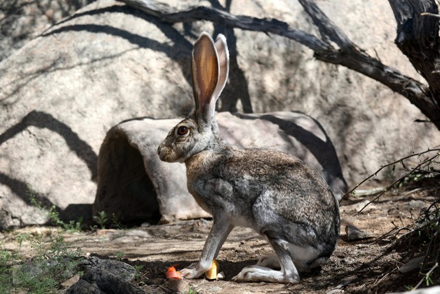 Tai to cũng là một lợi thế: Bí mật sinh tồn của loài thỏ Antelope Jackrabbit!- Ảnh 4.