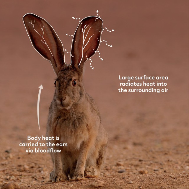 Tai to cũng là một lợi thế: Bí mật sinh tồn của loài thỏ Antelope Jackrabbit!- Ảnh 1.