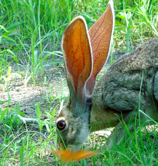 Tai to cũng là một lợi thế: Bí mật sinh tồn của loài thỏ Antelope Jackrabbit!- Ảnh 2.