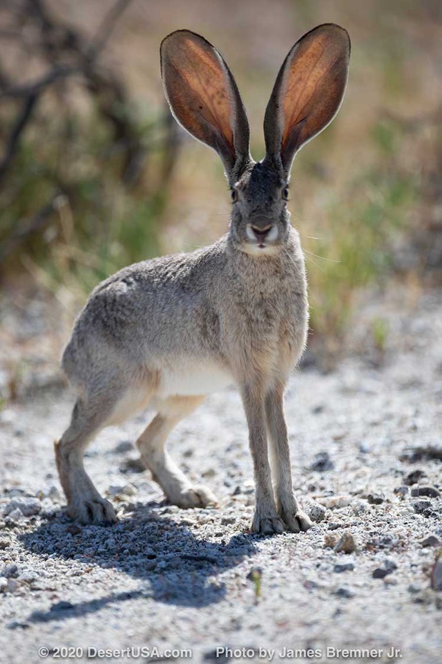 Tai to cũng là một lợi thế: Bí mật sinh tồn của loài thỏ Antelope Jackrabbit!- Ảnh 3.