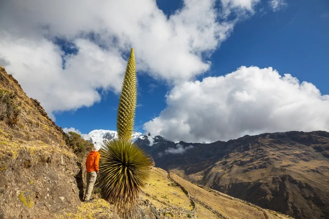Puya Raimondii: 'Nữ hoàng dãy Andes', 100 năm mới nở hoa một lần!- Ảnh 1.