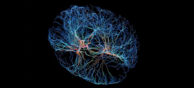 Khoa học tìm ra cơ chế giúp não bộ biến trải nghiệm thành ký ức dài hạn, bạn cũng có thể thử xem sao- Ảnh 1.