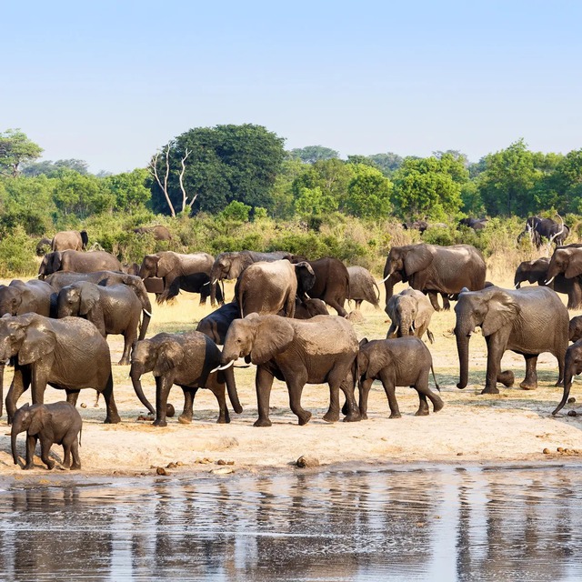 Vì sao voi châu Phi đực lại thường xuyên 'gây chiến' với tê giác?- Ảnh 2.