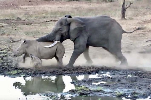 Vì sao voi châu Phi đực lại thường xuyên 'gây chiến' với tê giác?- Ảnh 1.