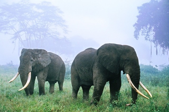 Vì sao voi châu Phi đực lại thường xuyên 'gây chiến' với tê giác?- Ảnh 3.