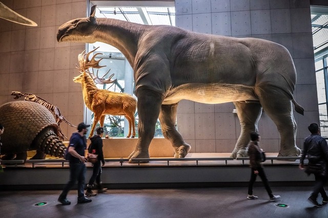 Động vật có vú trên cạn lớn nhất từng sống là Paraceratherium - Thực sự là nó lớn đến mức nào?- Ảnh 5.
