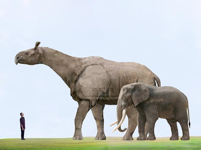 Động vật có vú trên cạn lớn nhất từng sống là Paraceratherium - Thực sự là nó lớn đến mức nào?- Ảnh 3.
