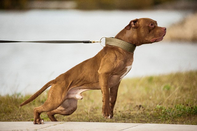 Liệu 20 con chó pitbull có thể sống sót trong một tuần nếu được đưa vào thảo nguyên châu Phi?- Ảnh 4.