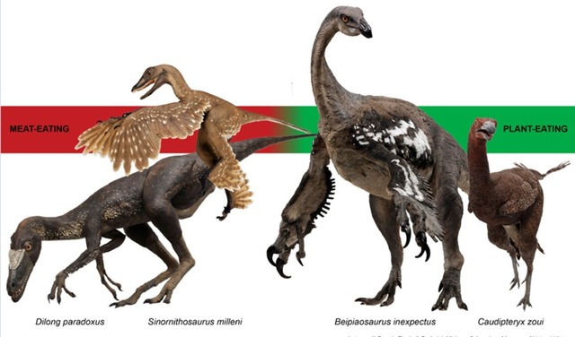 Nếu chim tiến hóa từ khủng long thì tại sao chim lại tiến hóa mỏ? - Ảnh 1.