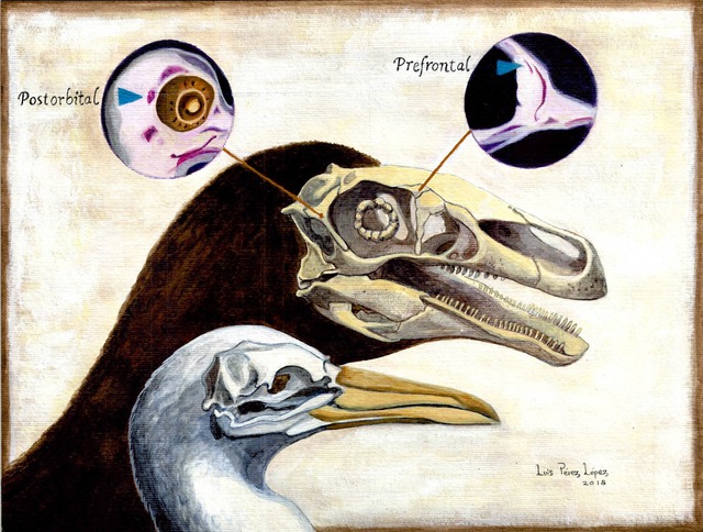 Nếu chim tiến hóa từ khủng long thì tại sao chim lại tiến hóa mỏ? - Ảnh 2.