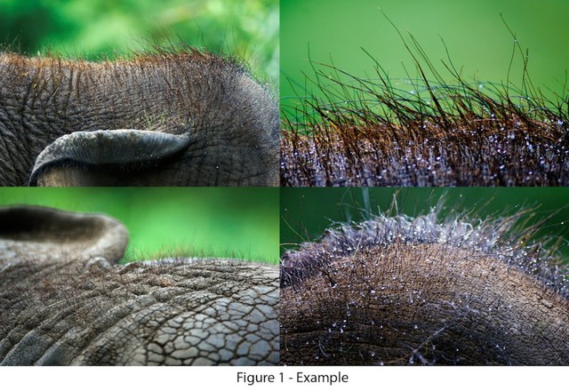 Tại sao voi châu Á khi còn nhỏ lại có lông dài? Về mặt di truyền, chúng có gần với voi ma mút hơn không? - Ảnh 1.