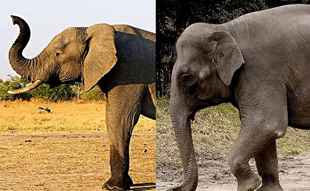 Tại sao voi châu Á khi còn nhỏ lại có lông dài? Về mặt di truyền, chúng có gần với voi ma mút hơn không? - Ảnh 2.