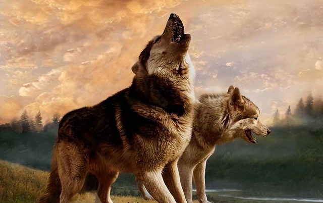 Tại sao sói, được biết đến là loài động vật vô cùng hung dữ lại tỏ ra sợ hãi khi tới gần lừa hoang?- Ảnh 4.