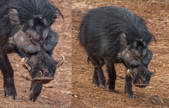 Top 7 loài lợn rừng 'mạnh mẽ' nhất trong tự nhiên!- Ảnh 10.