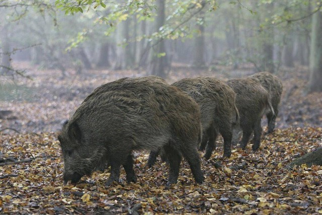 Top 7 loài lợn rừng 'mạnh mẽ' nhất trong tự nhiên!- Ảnh 12.