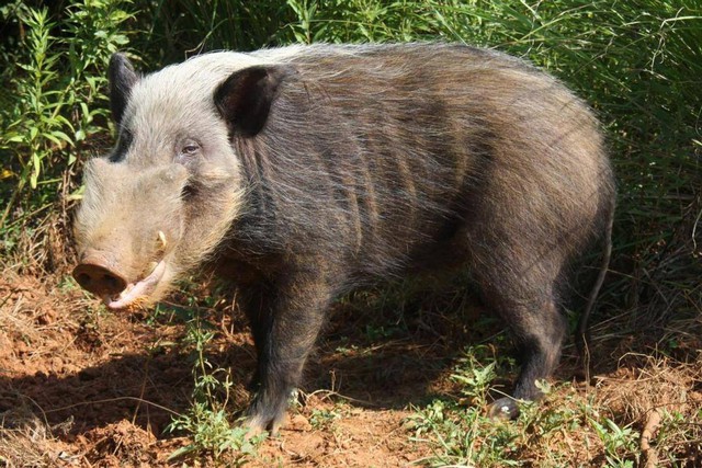 Top 7 loài lợn rừng 'mạnh mẽ' nhất trong tự nhiên!- Ảnh 7.