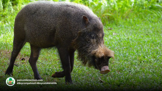 Top 7 loài lợn rừng 'mạnh mẽ' nhất trong tự nhiên!- Ảnh 8.