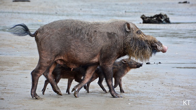Top 7 loài lợn rừng 'mạnh mẽ' nhất trong tự nhiên!- Ảnh 9.