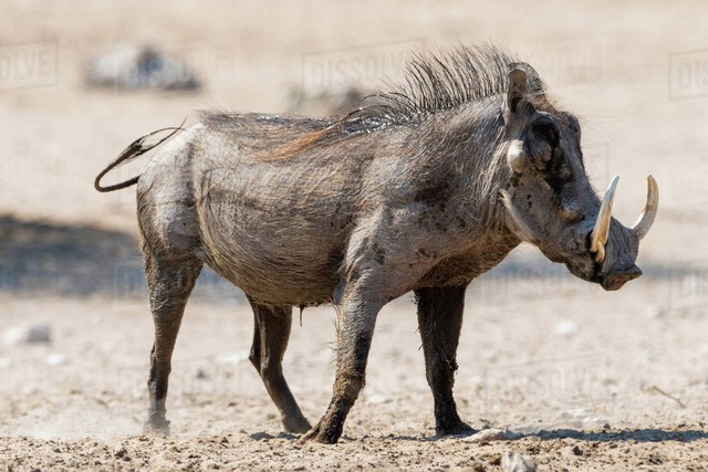 Top 7 loài lợn rừng 'mạnh mẽ' nhất trong tự nhiên!- Ảnh 3.