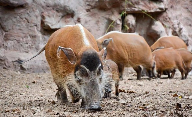 Top 7 loài lợn rừng 'mạnh mẽ' nhất trong tự nhiên!- Ảnh 5.