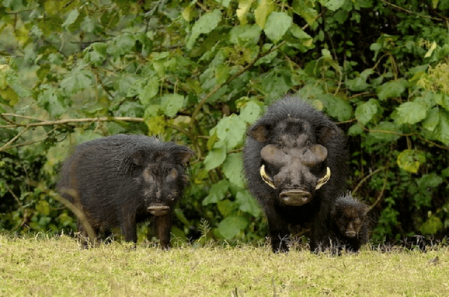 Top 7 loài lợn rừng 'mạnh mẽ' nhất trong tự nhiên!- Ảnh 11.