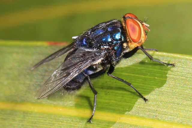 Tại sao Mỹ thả hàng triệu con ruồi vào Panama mỗi tuần?- Ảnh 2.