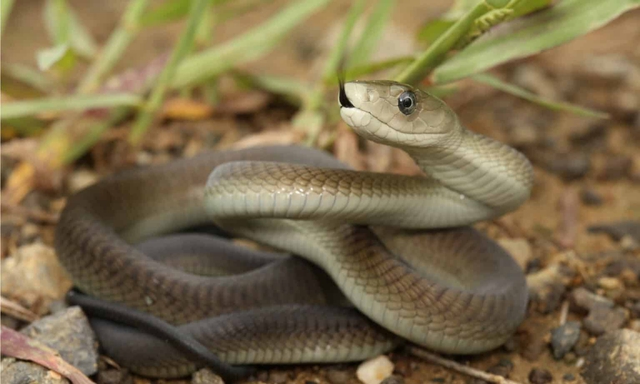 Loài rắn nào sở hữu tốc độ nhanh nhất hành tinh? Hé lộ 8 'kẻ săn mồi trong bóng tối'- Ảnh 1.
