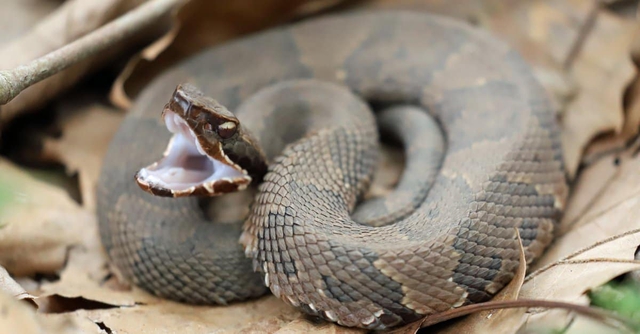 Loài rắn nào sở hữu tốc độ nhanh nhất hành tinh? Hé lộ 8 'kẻ săn mồi trong bóng tối'- Ảnh 6.