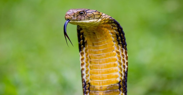 Loài rắn nào sở hữu tốc độ nhanh nhất hành tinh? Hé lộ 8 'kẻ săn mồi trong bóng tối'- Ảnh 5.