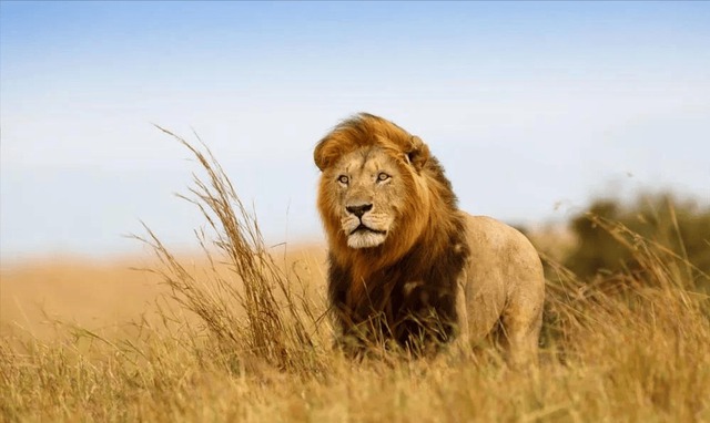 Tại sao sư tử đực ngừng săn mồi khi chúng đã trở thành vua sư tử?- Ảnh 1.