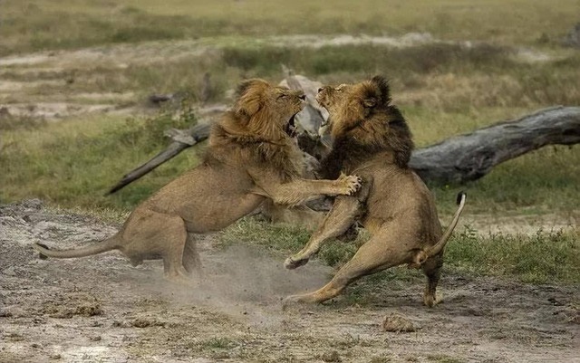 Tại sao sư tử đực ngừng săn mồi khi chúng đã trở thành vua sư tử?- Ảnh 4.