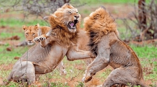 Tại sao sư tử đực ngừng săn mồi khi chúng đã trở thành vua sư tử?- Ảnh 2.