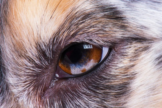 Tại sao rất nhiều loài động vật có mí mắt thứ ba, bao gồm cả thú cưng của chúng ta, nhưng con người thì không?- Ảnh 1.