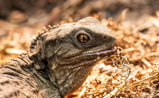 Bí ẩn về loài Tuatara: Chứng nhân sống sót từ thời kỳ khủng long sở hữu 'con mắt thứ ba'- Ảnh 1.