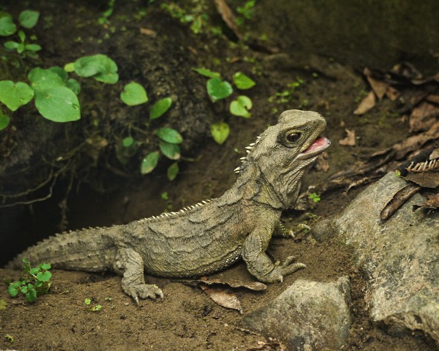 Bí ẩn về loài Tuatara: Chứng nhân sống sót từ thời kỳ khủng long sở hữu 'con mắt thứ ba'- Ảnh 5.