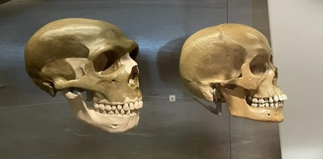 Bí mật giải mã 'gương mặt thô ráp' của người Neanderthal: Tất cả nằm trong vùng DNA tối của chúng ta - Ảnh 1.