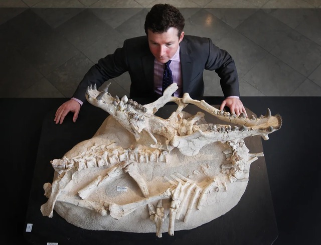 Archaeotherium: Sinh vật khổng lồ mang não của bò sát và máu mủ cá voi - Ảnh 1.